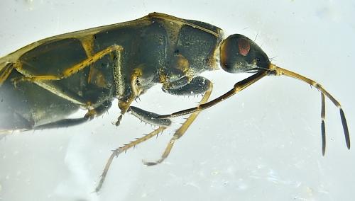 Réf. 353 978 : Xanthochilus quadratus